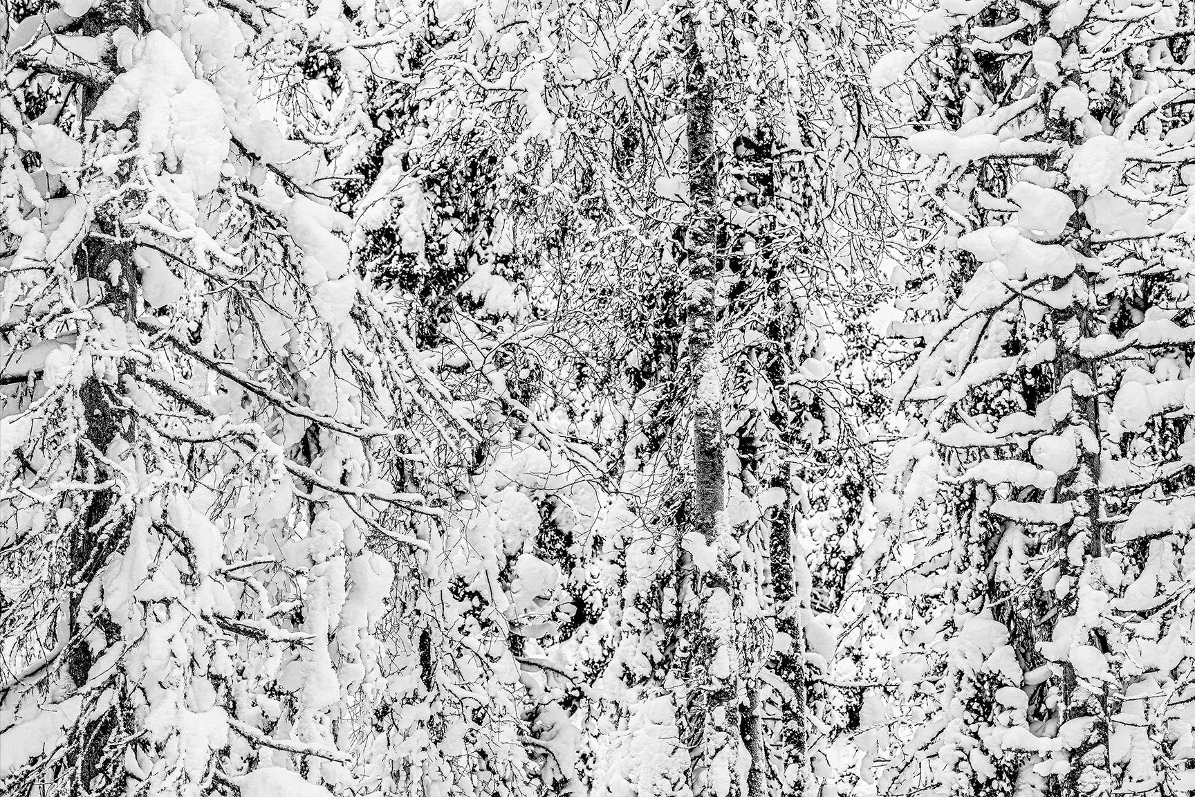 Immersive — Winter Forest, Ounasvaara, Lapland