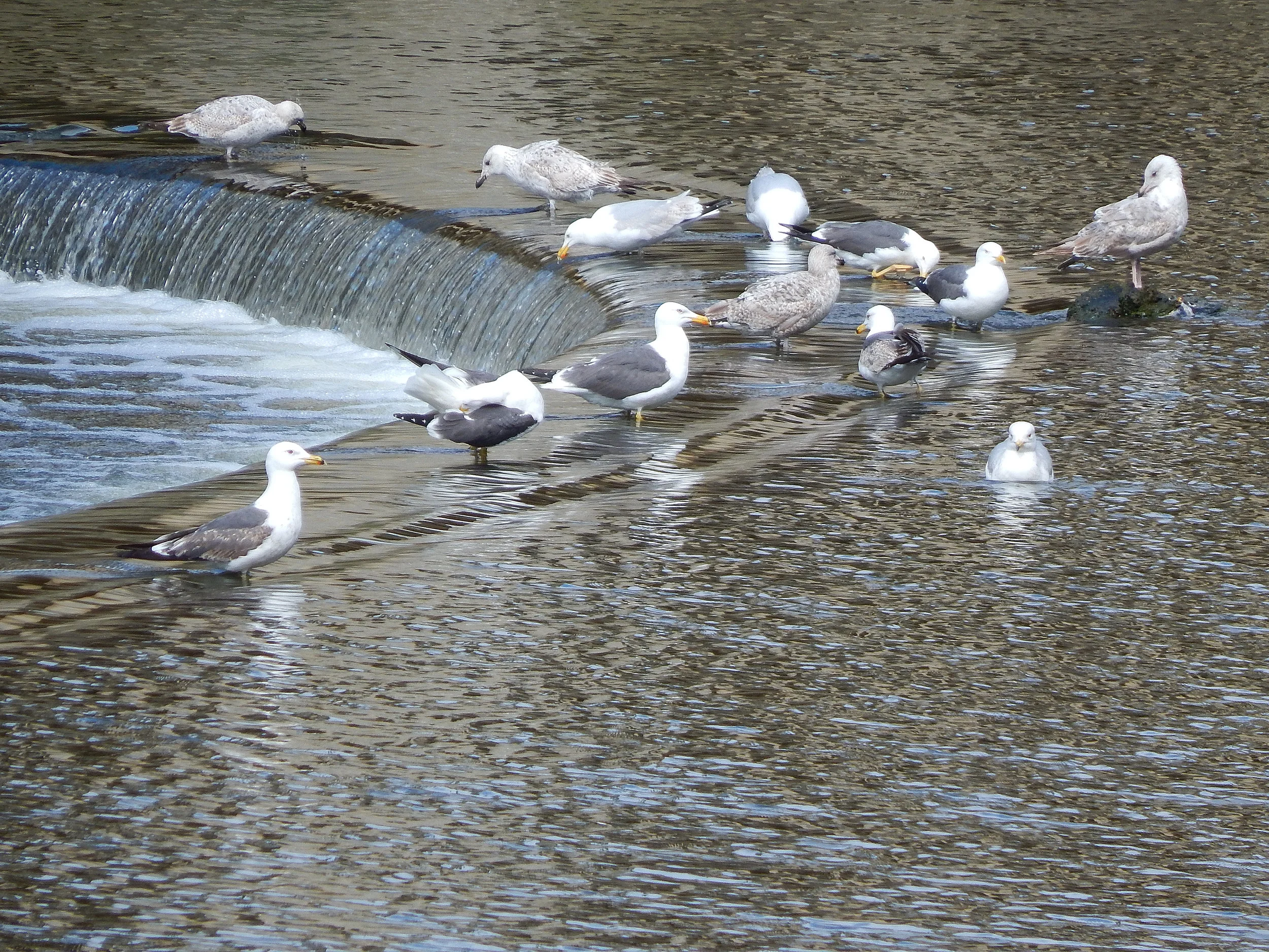 Birds by Pulteney Weir