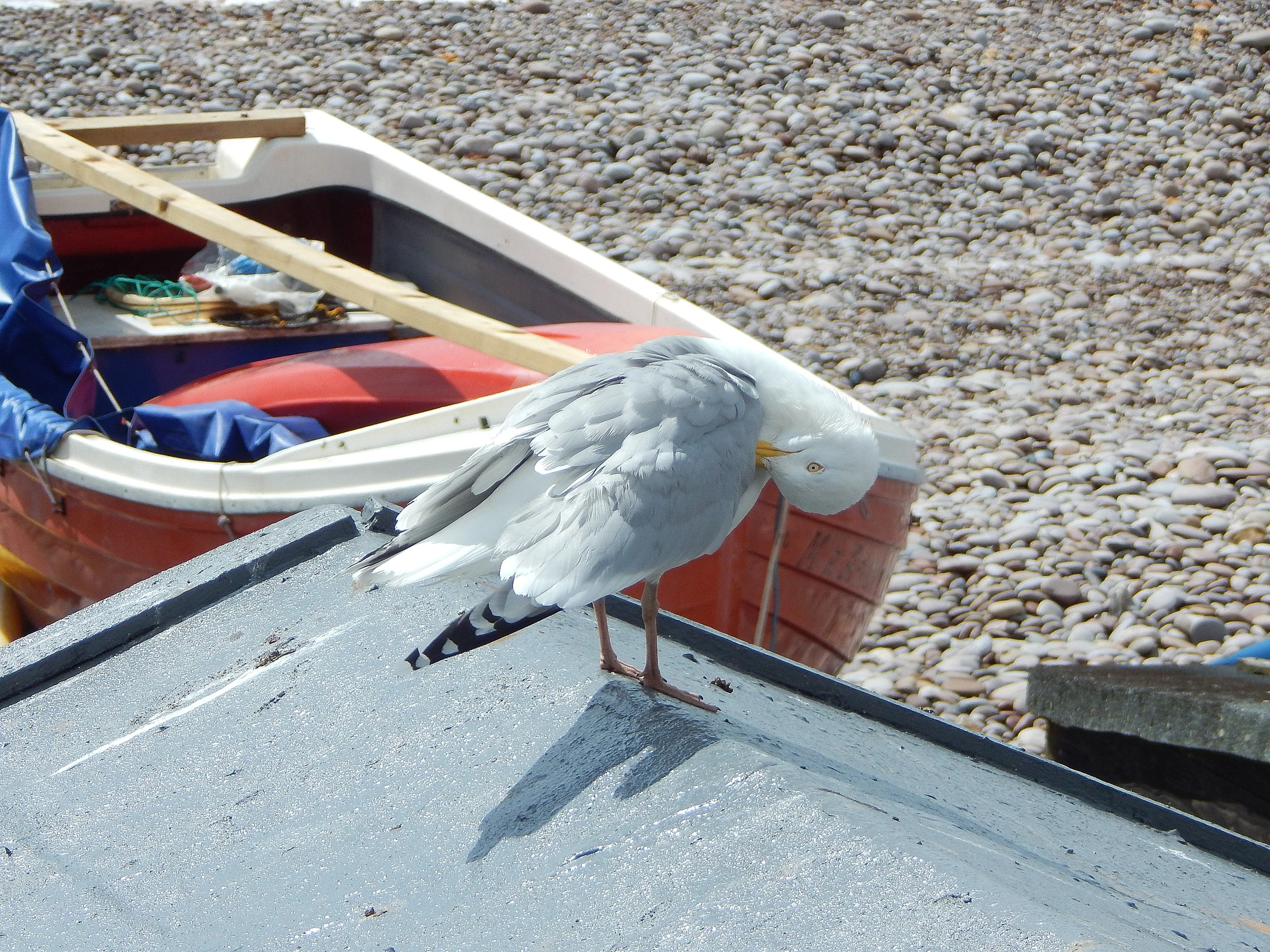 Preening Gull