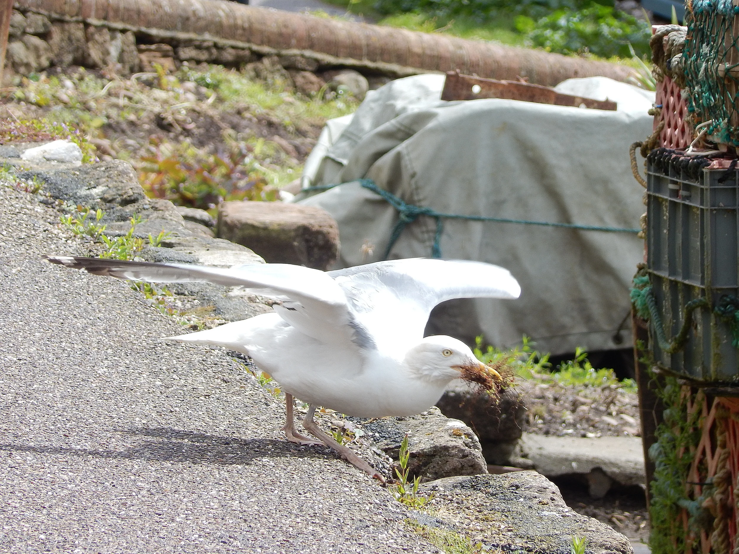 Gull about to fly