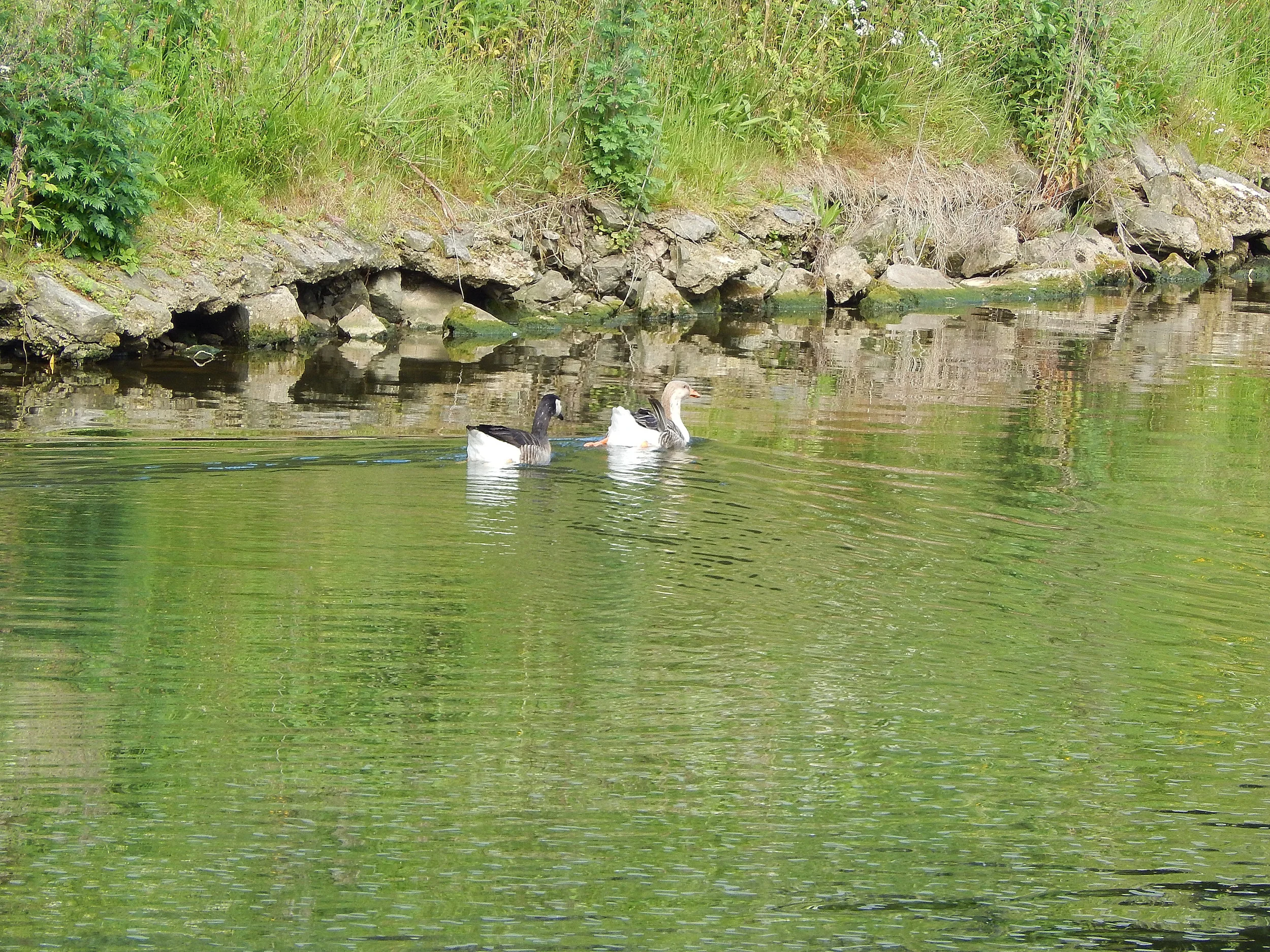 Birds