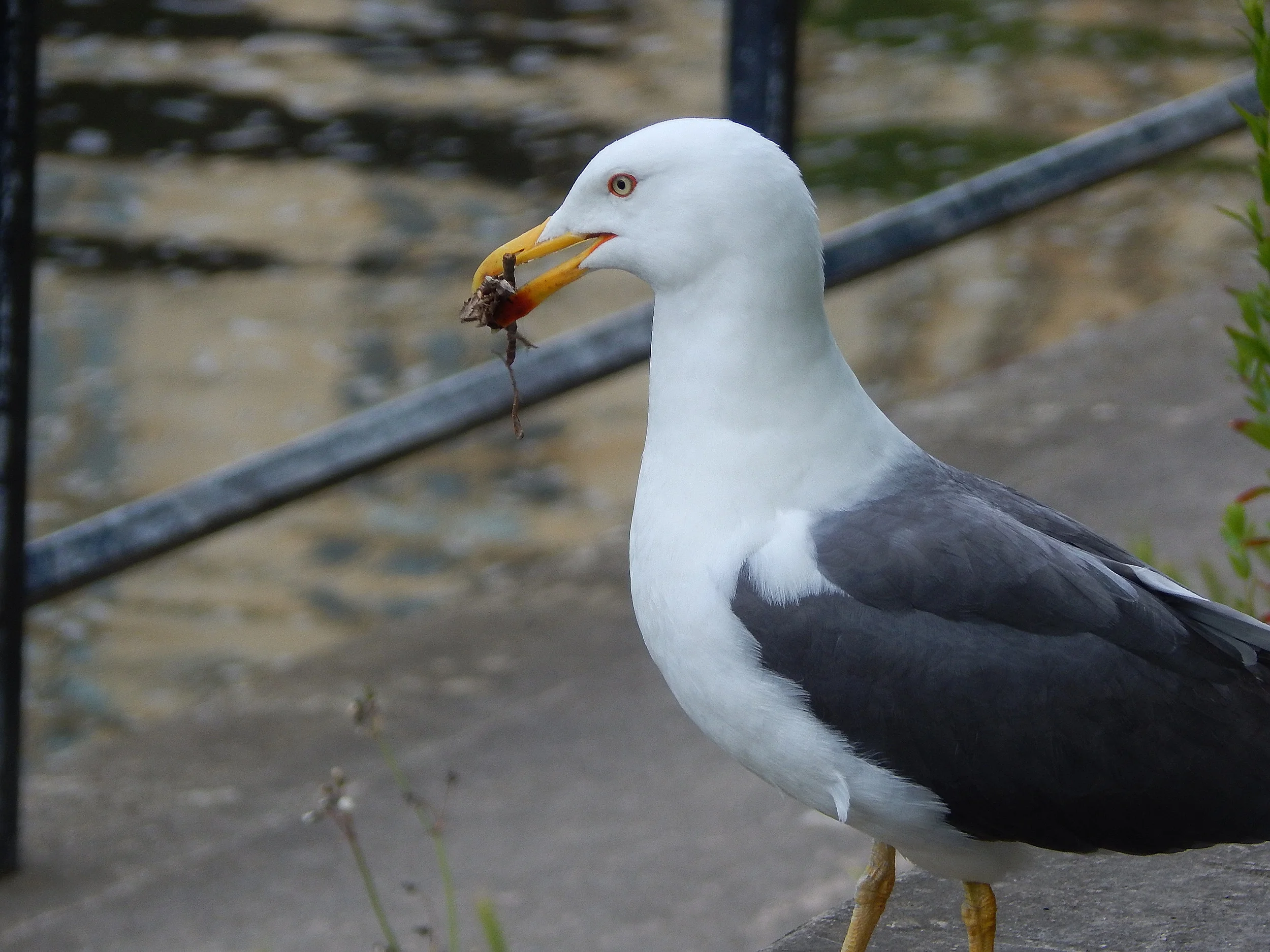 Gull Close-up