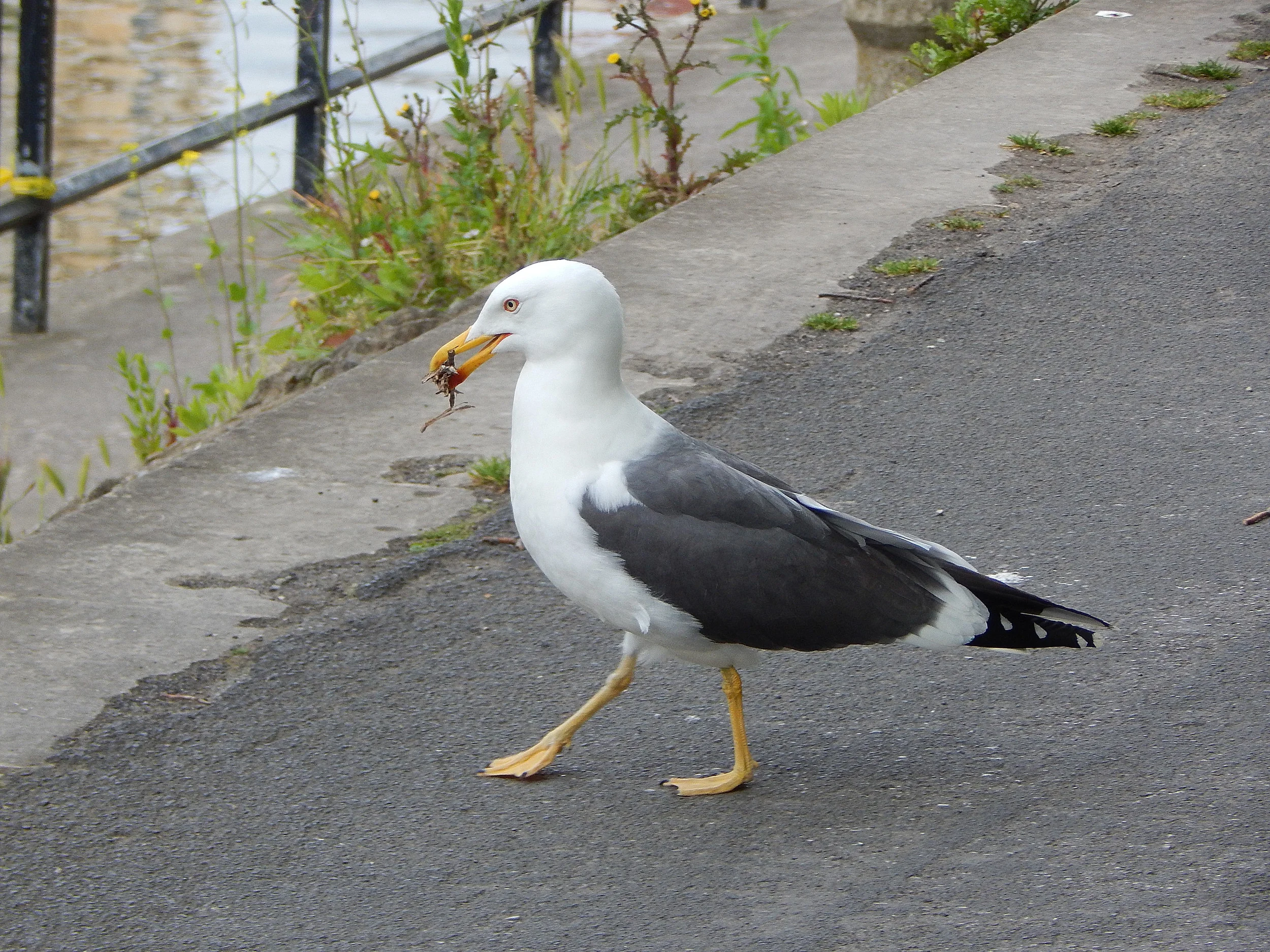 Gull Walking