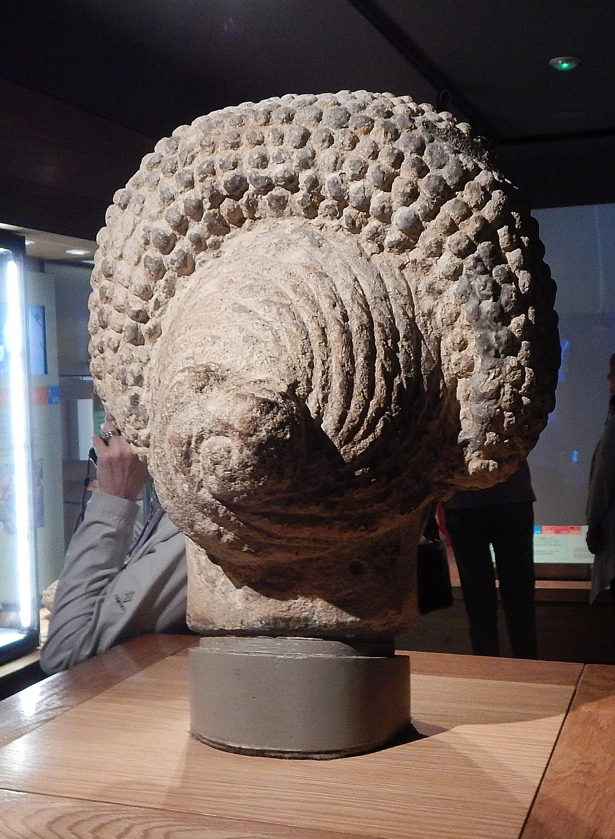 Rear Lady's head