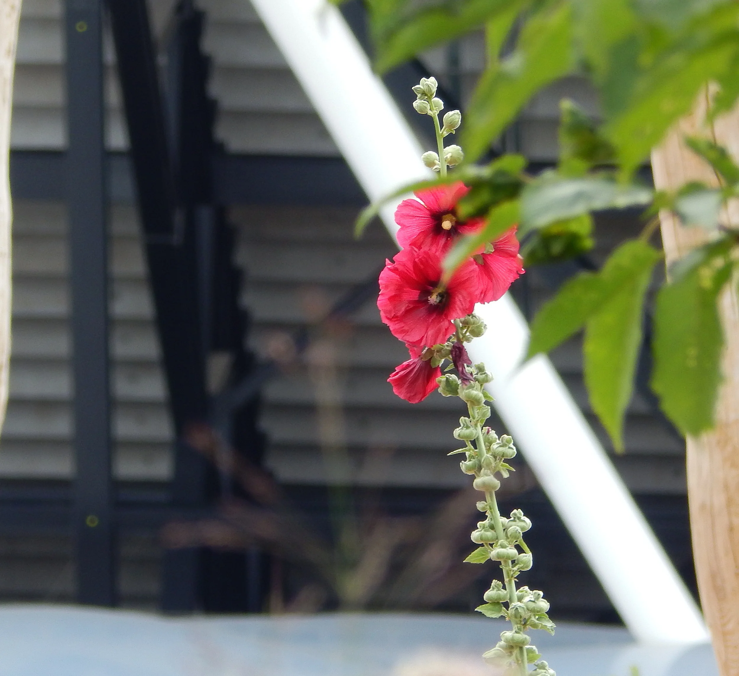 DSCN1439.JPG