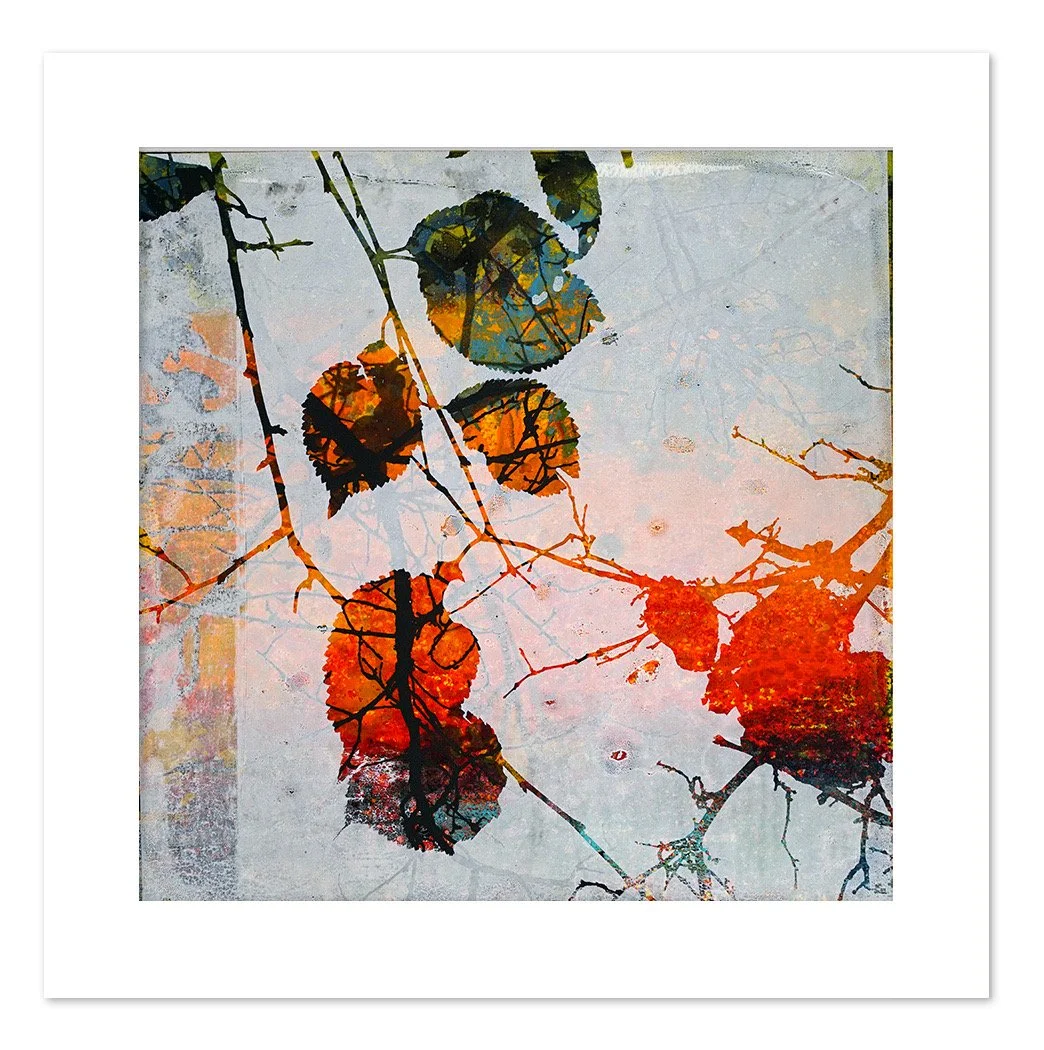 Tilden Series Autumn 2025 12 x 12 - 01.jpeg