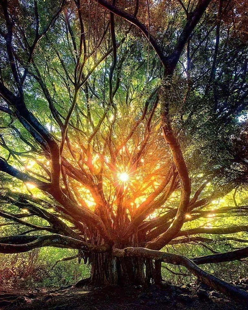 hypnotic journey image.jpg