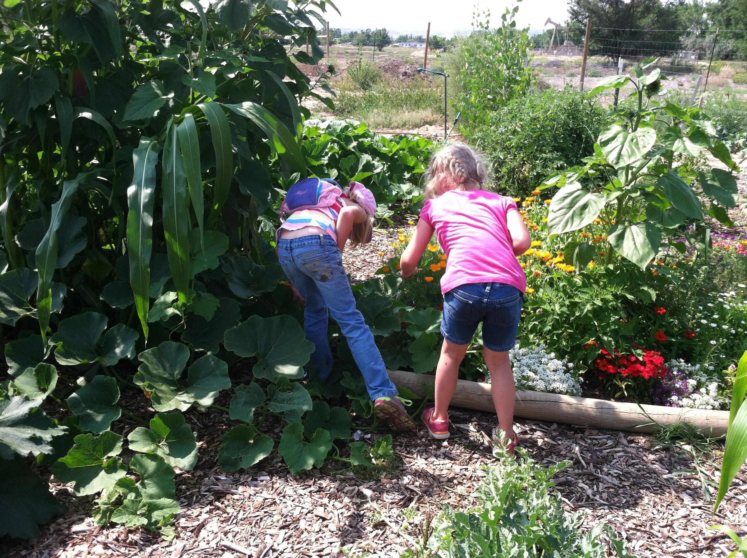 Garden 2014-08-29 001.JPG
