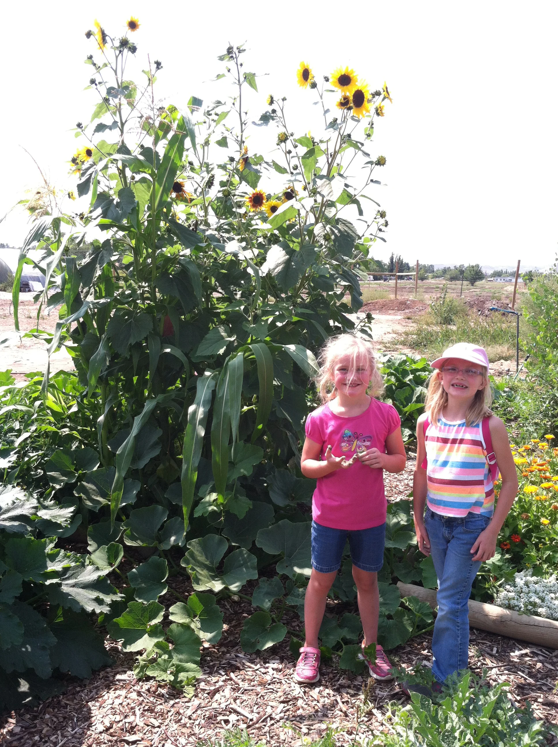 Garden 2014-08-29 002.JPG