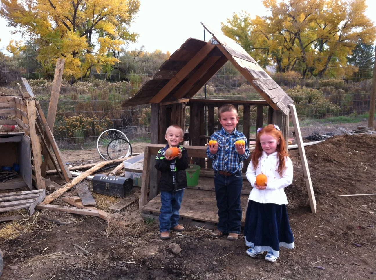 getting pumpkins.JPG