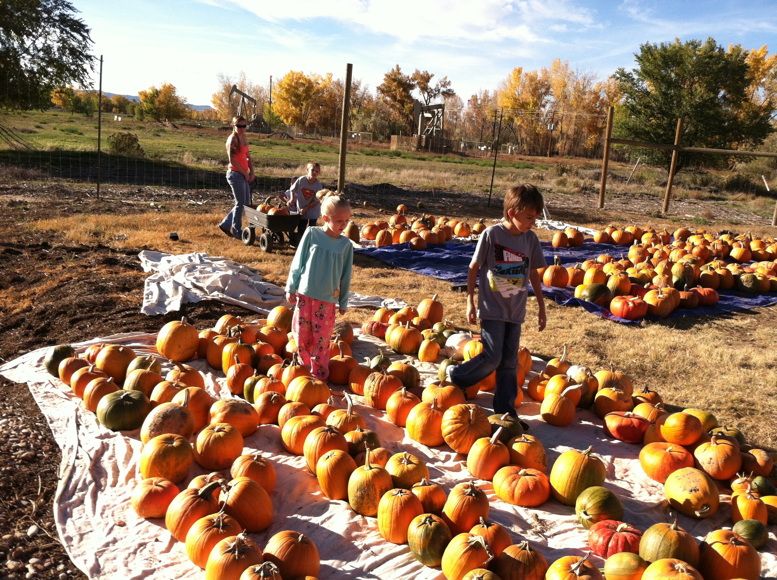 pumpkins 2014-10-23 006.JPG