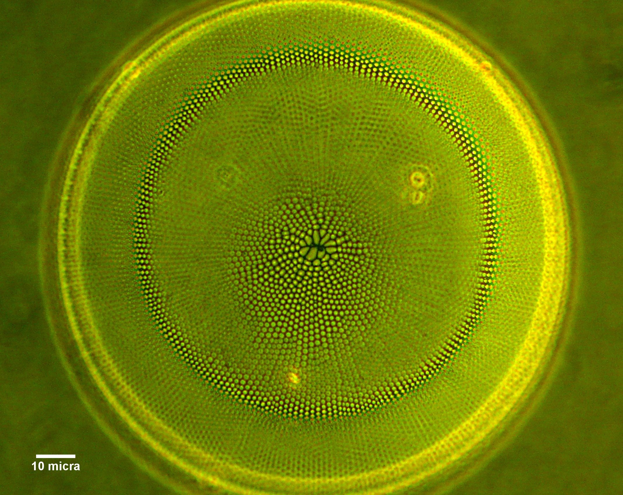 Coscinodiscus bouvet.jpg