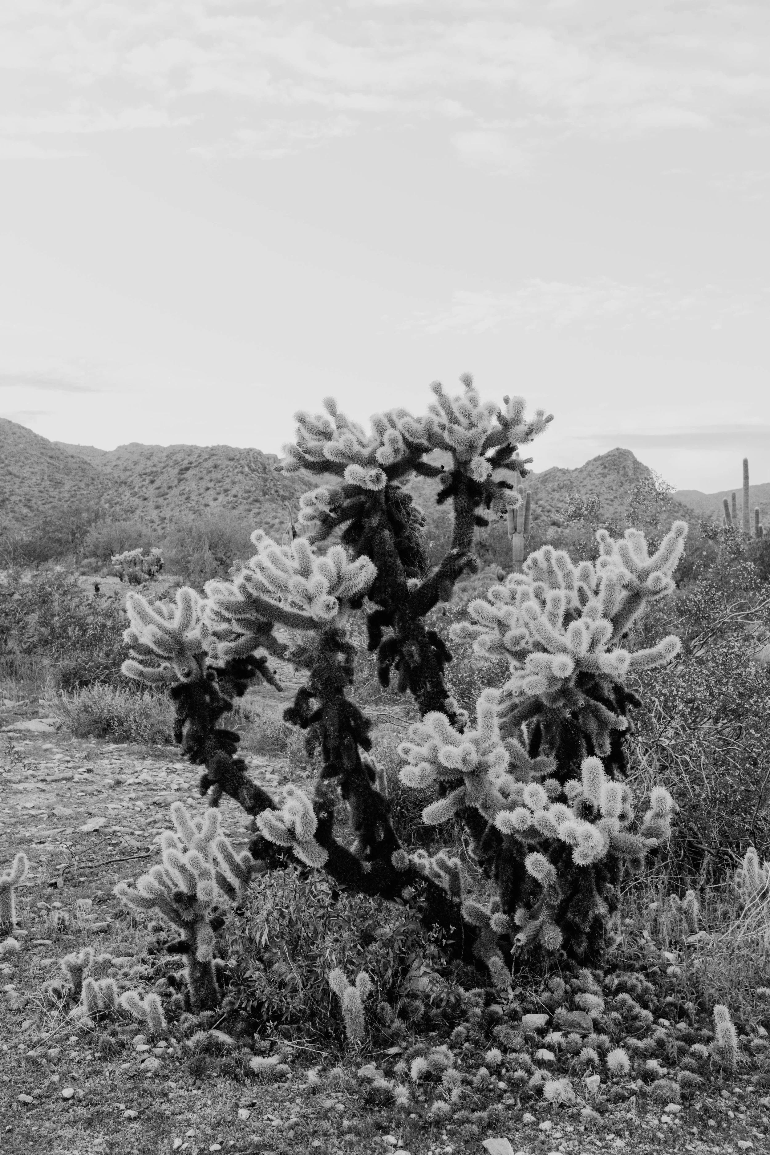 AZ40.jpg