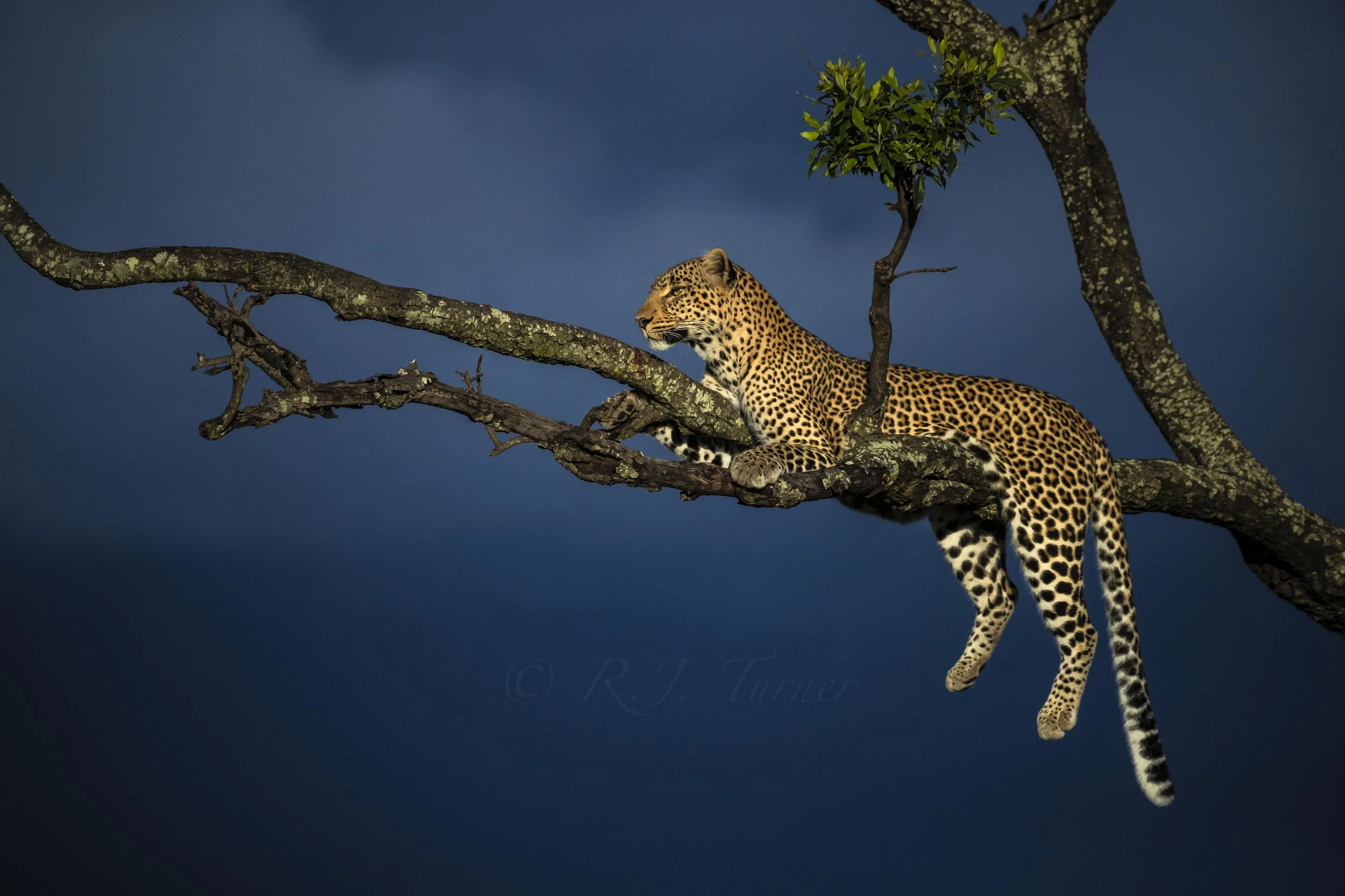 (c)R.J. Turner_Leopardess.jpg