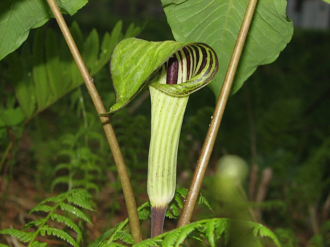 jack-in-the-pulpit-907415_1280.jpg