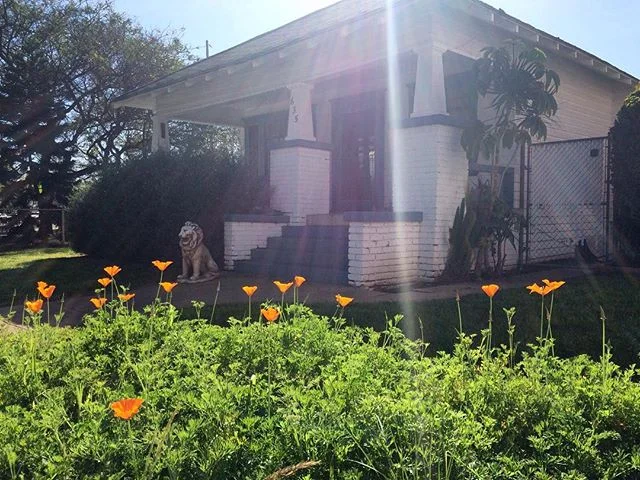 those poppin #poppies! #tiethatbinds #melchin #garden