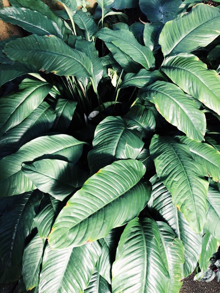  Grown, Iphone, 2015.