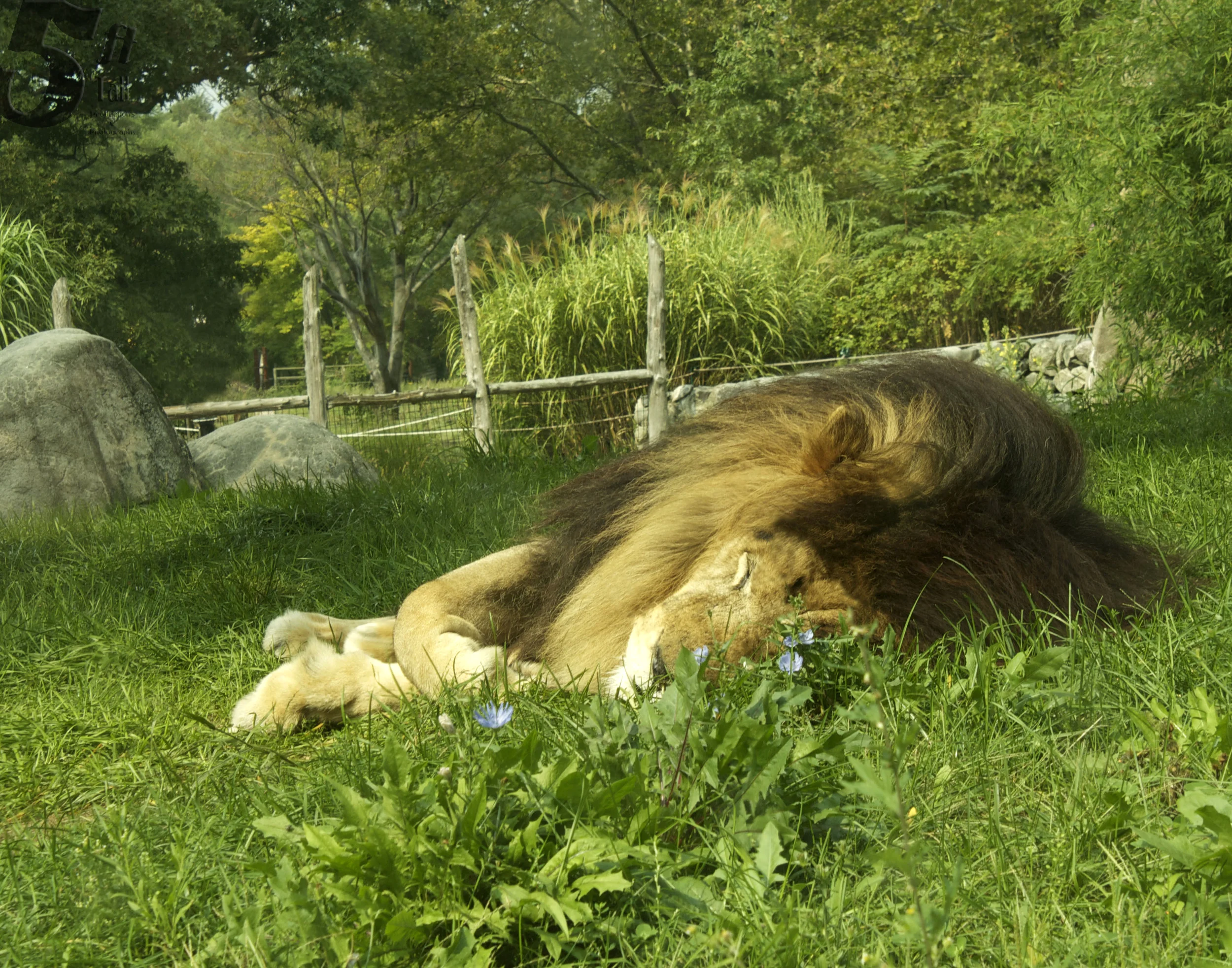 Lion CG2011 11x1 branded.jpg