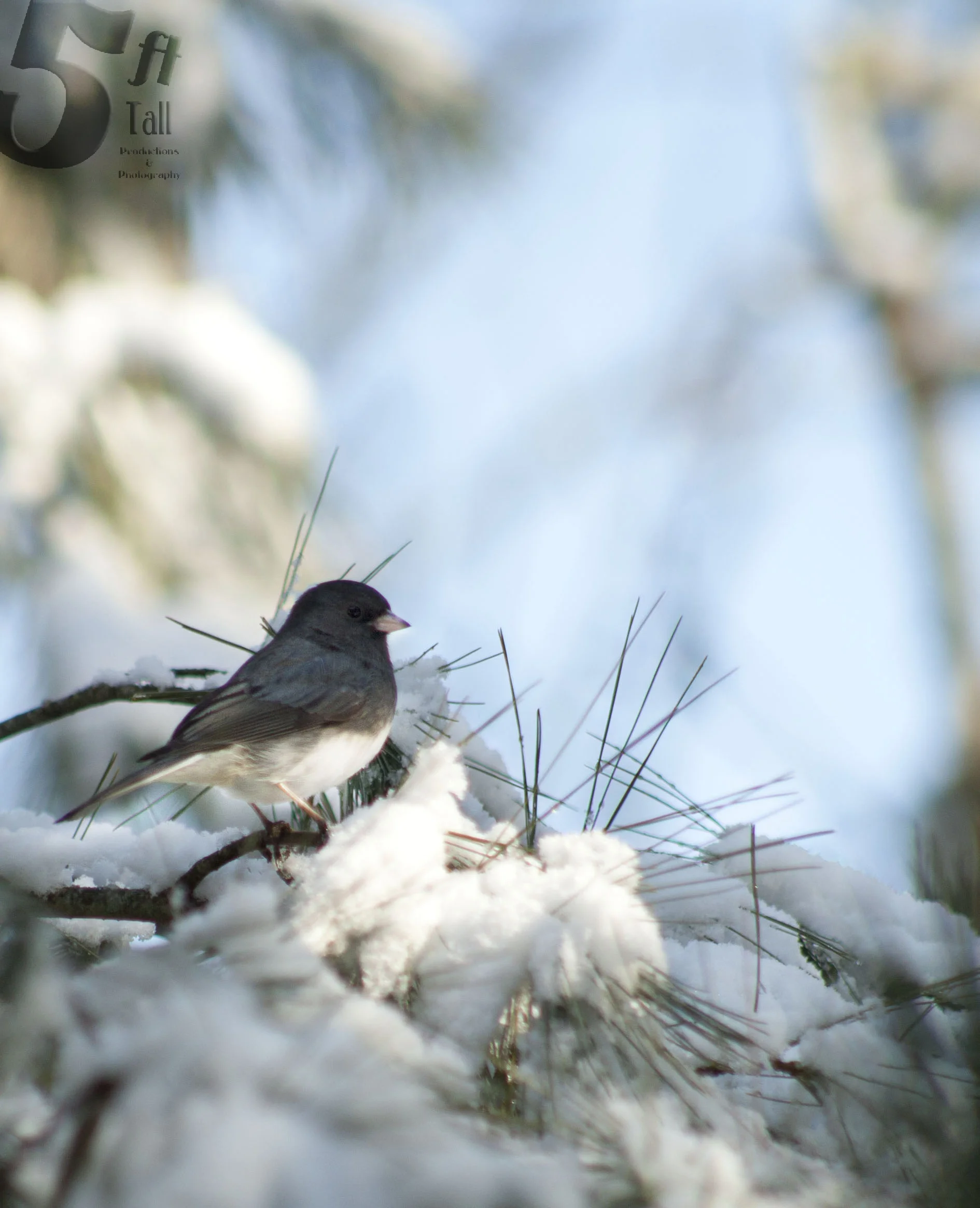 junco snow branch branded.jpg
