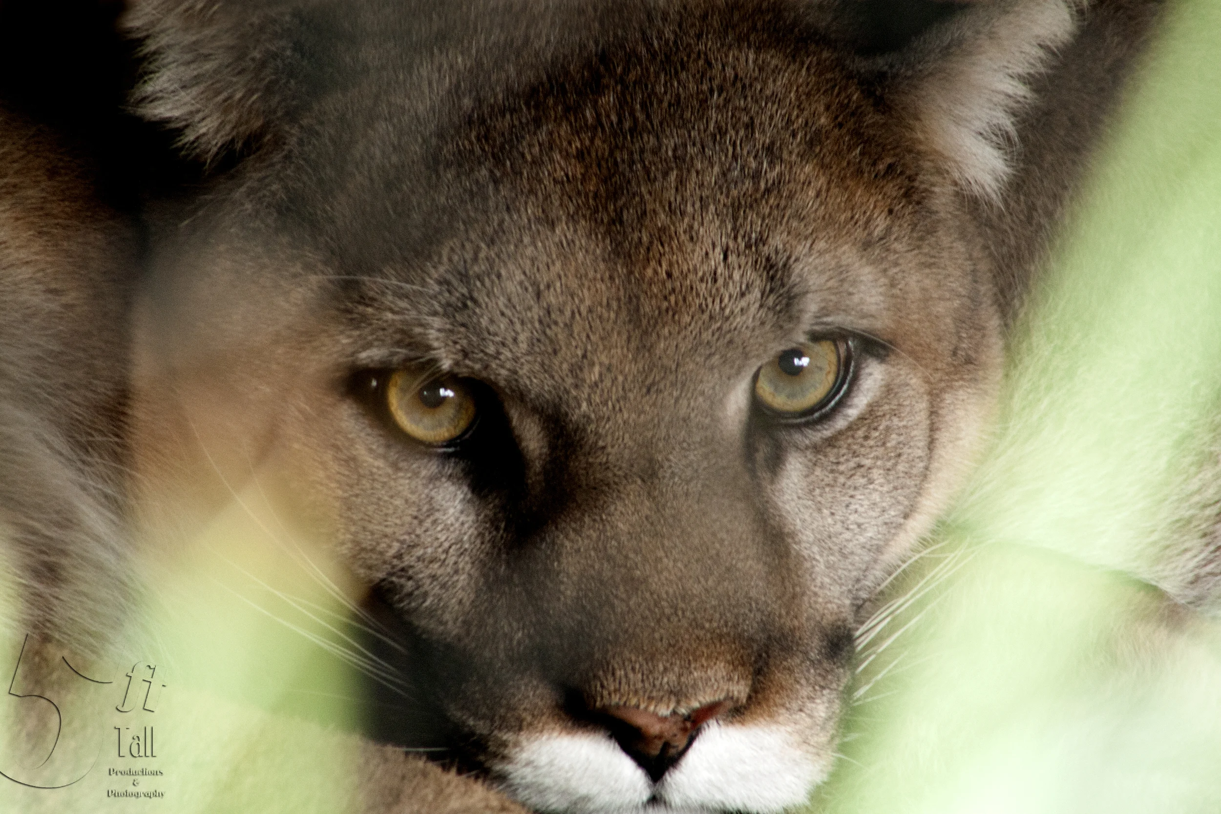 wild cat.jpg