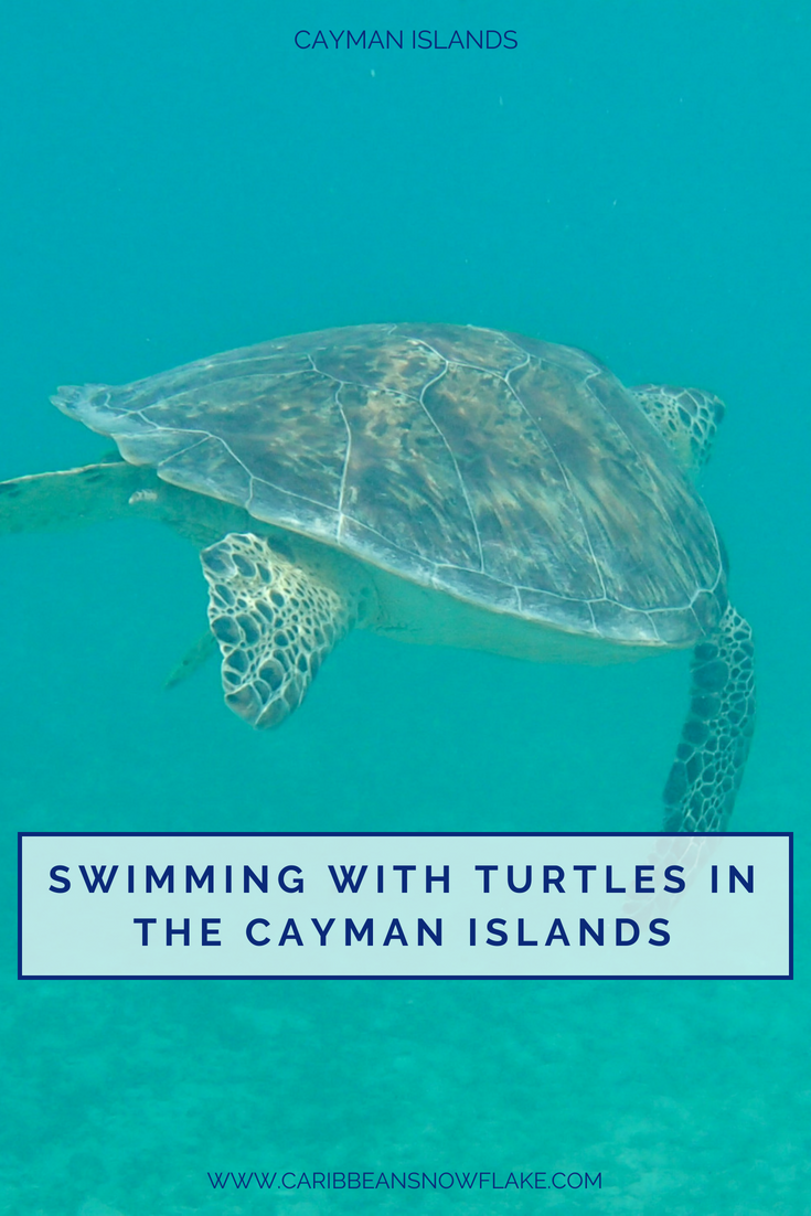 Swimming with turtles in the Cayman Islands - local guide on www.caribbeansnowflake.com.png