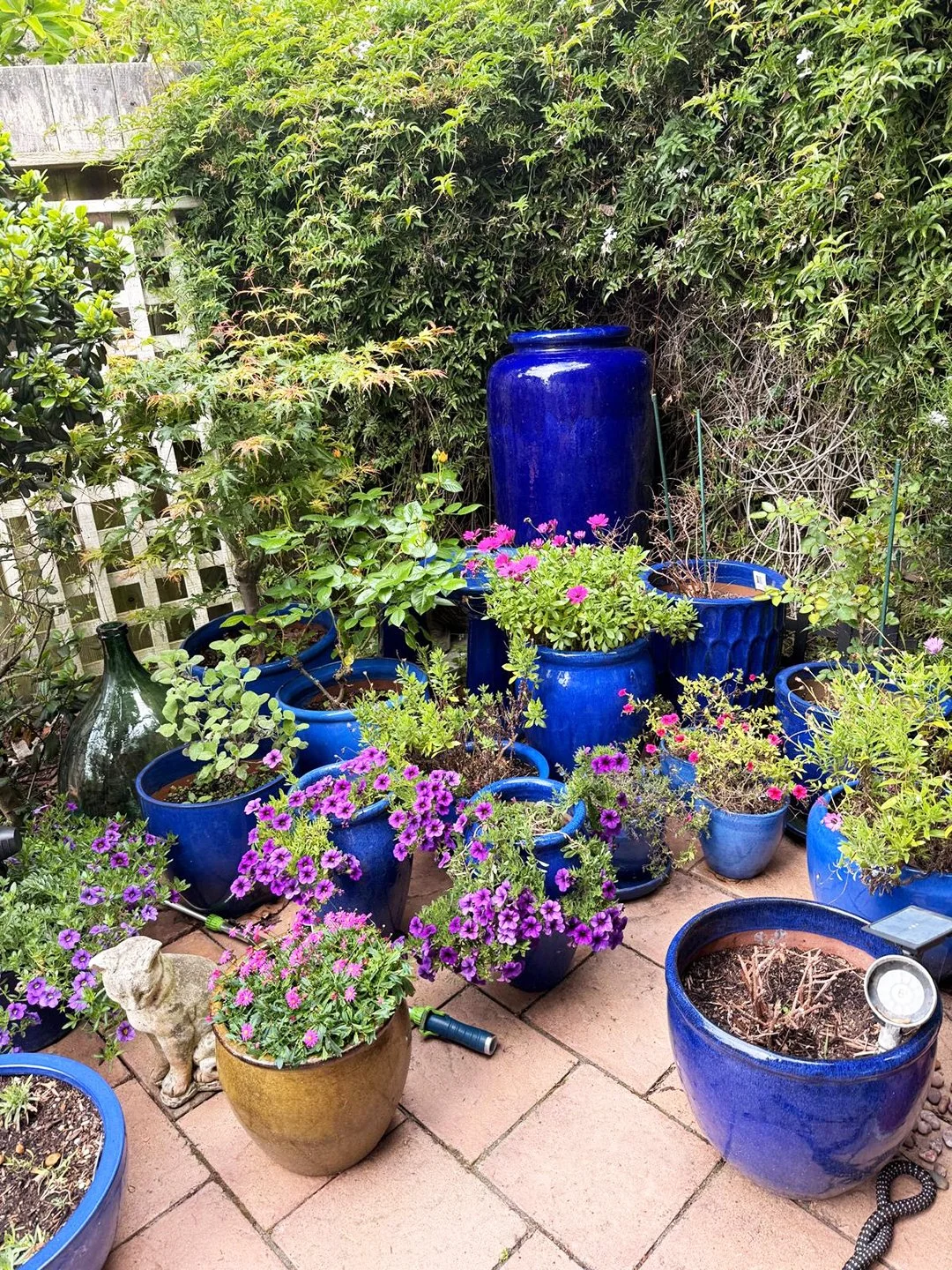 Chef Jim Dodge’s container garden in full bloom — colorful and inspiring.
