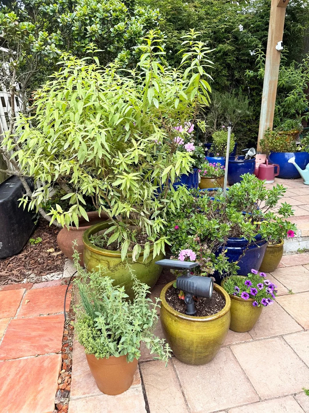 More from Chef Jim Dodge’s all-pot garden oasis, packed with thriving herbs and edible plants.