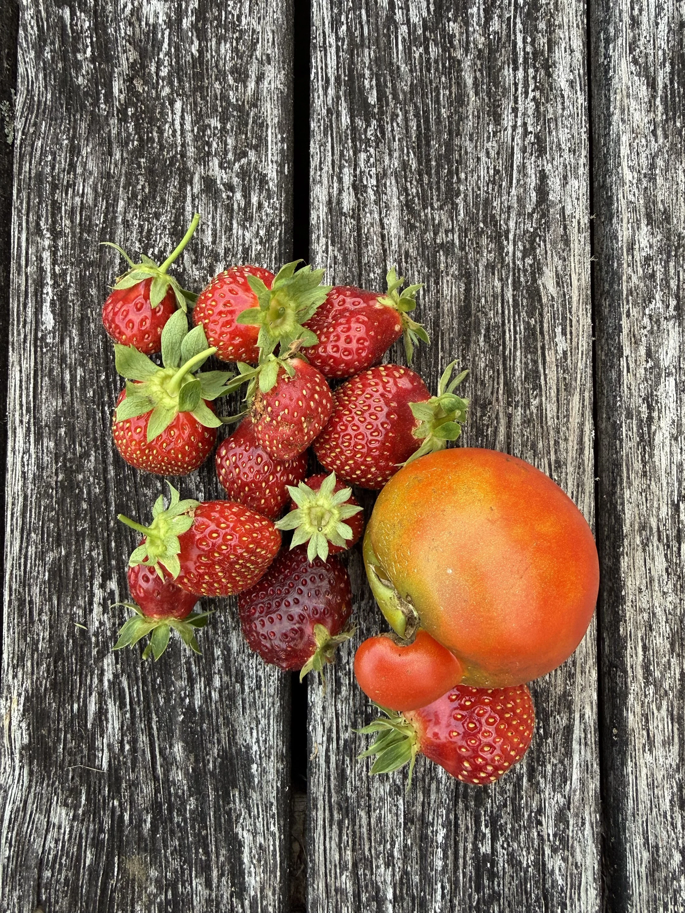 Garden treasures: ripe strawberries and whatever’s thriving beside them.