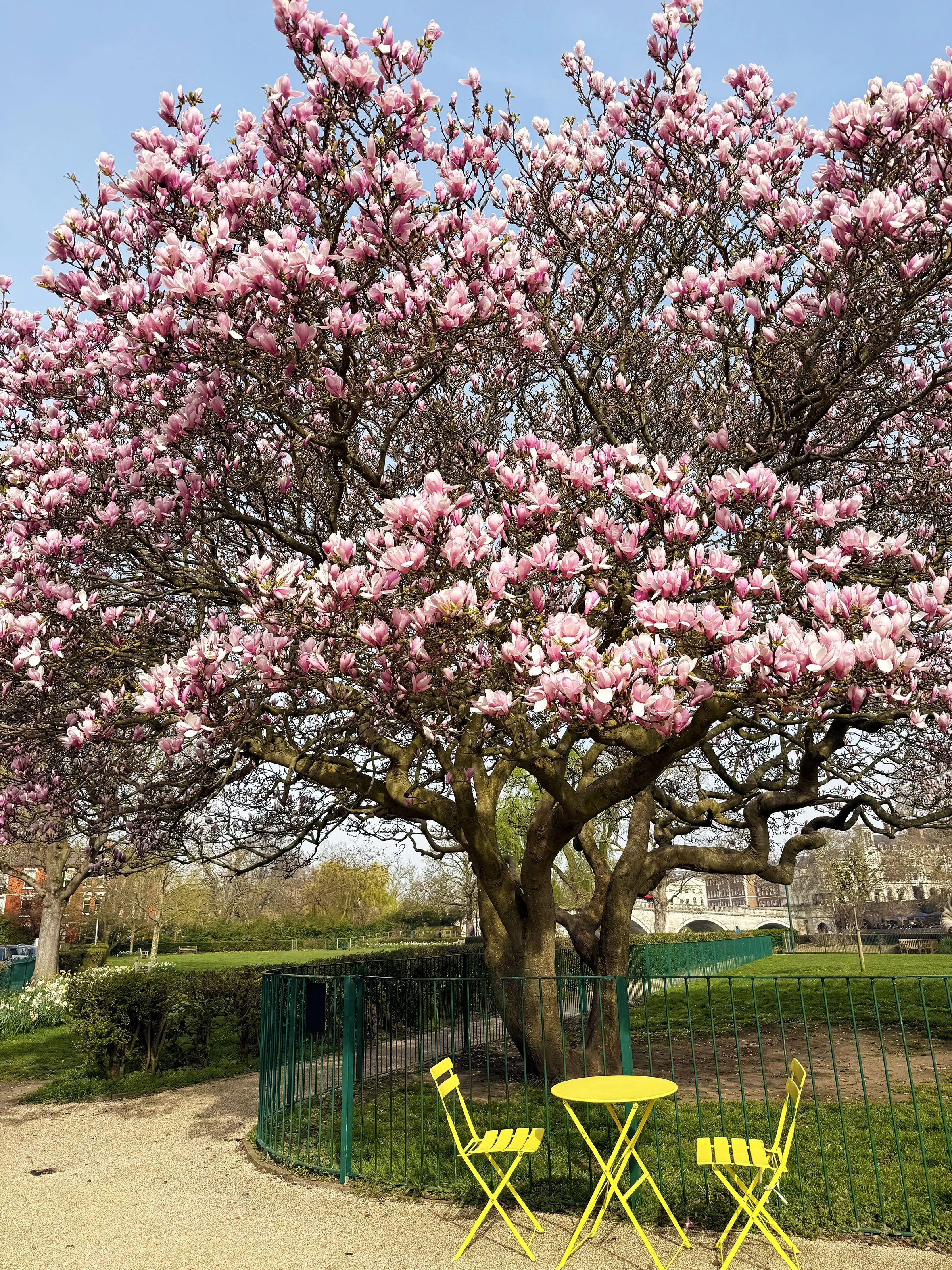Pink magnolias bloom in the quiet beauty of the park 🌸