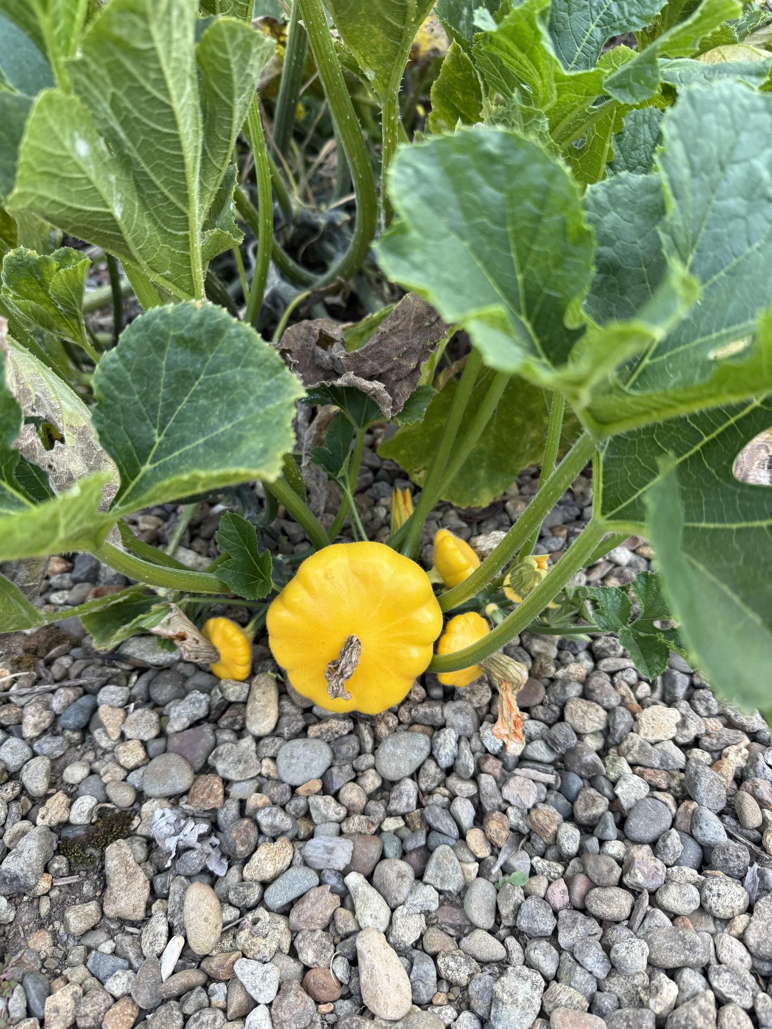 Golden squash, fresh from the garden.