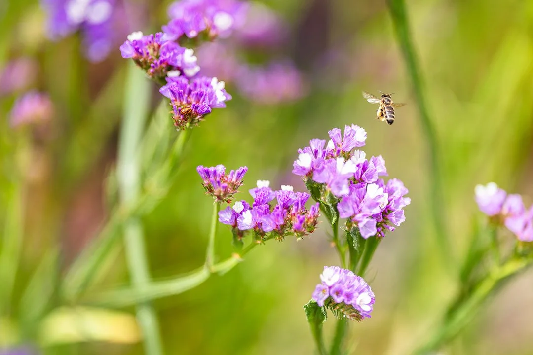 A little pollinator magic among the blooms. • Photos by Lost Traveler Productions | Travis Smith-Evans