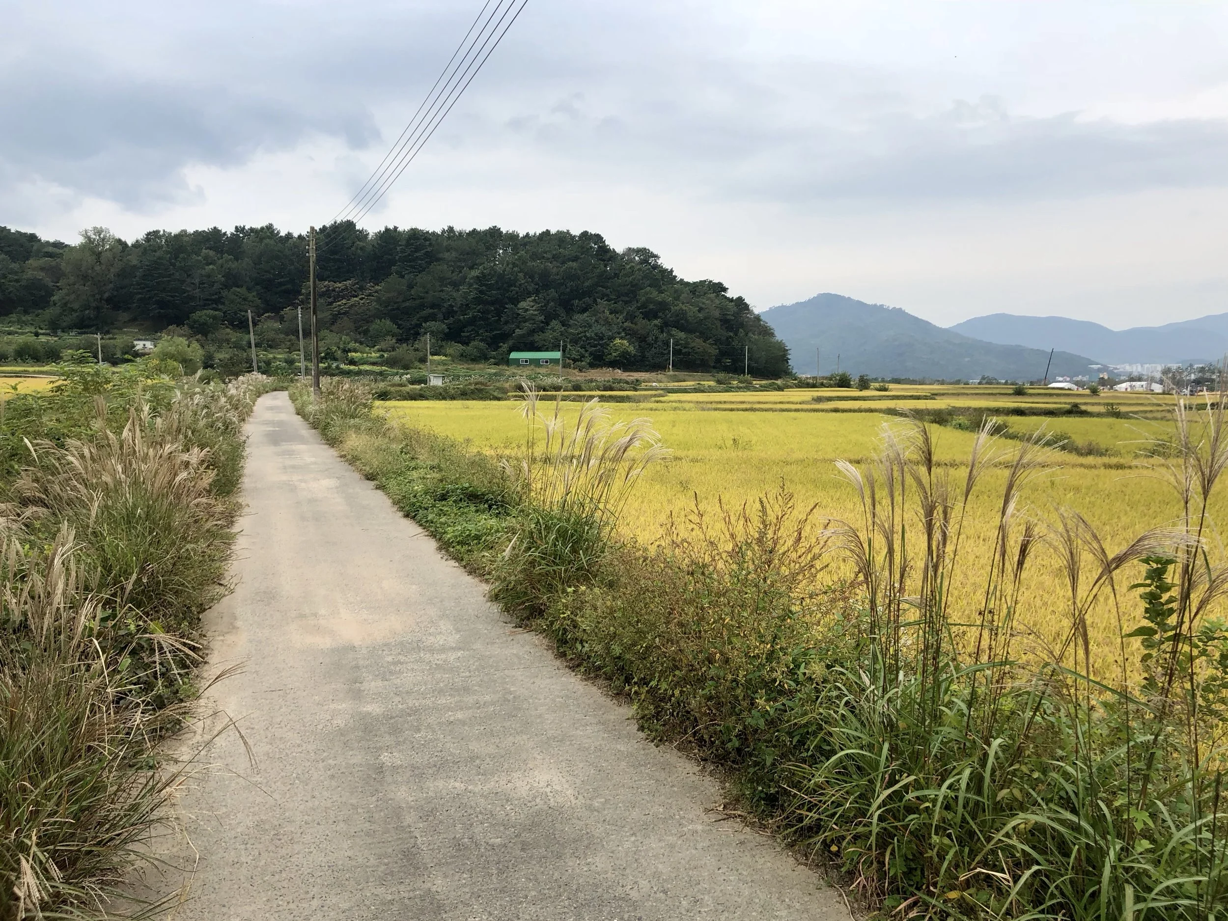 IMG_2693.jpeg