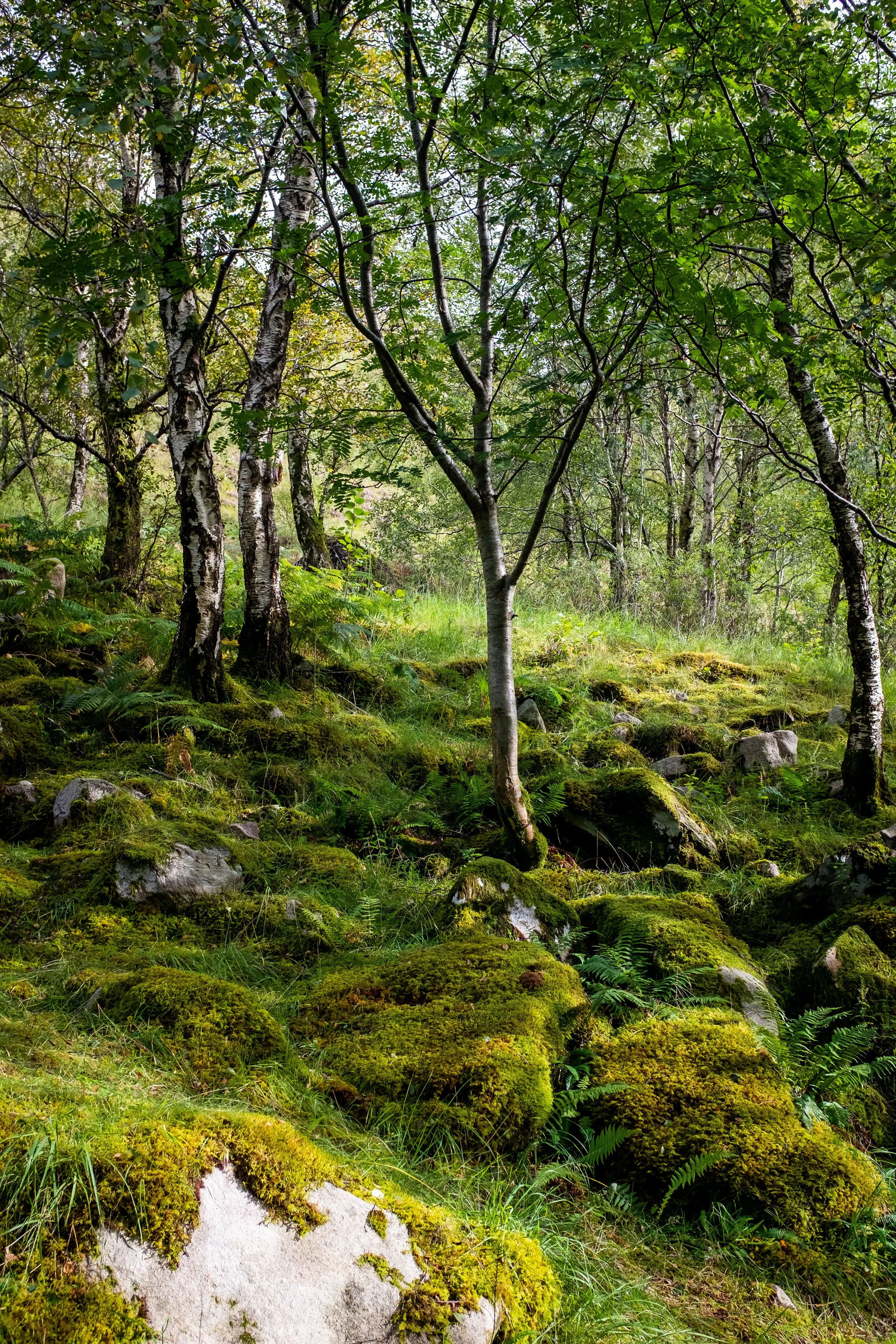 DSCF2288.jpg
