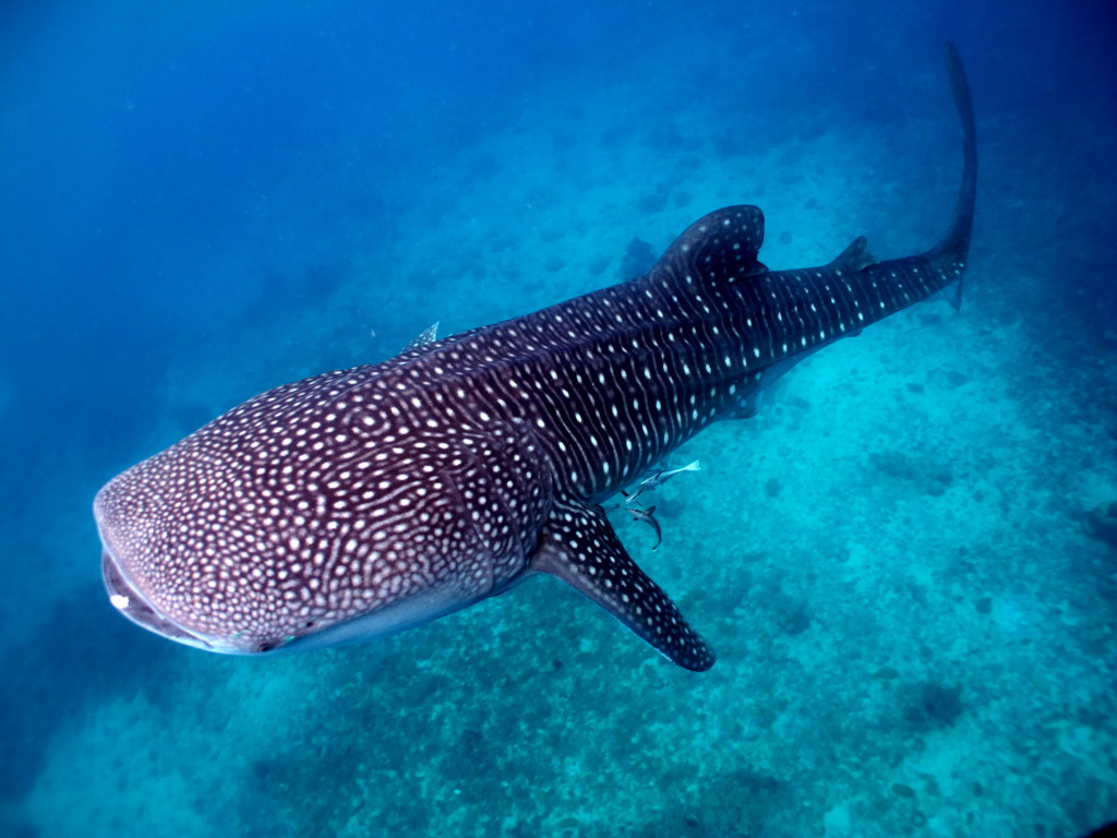 jsemtomas-philippines-whaleshark.jpg