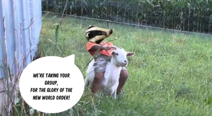 Badger 042.jpg
