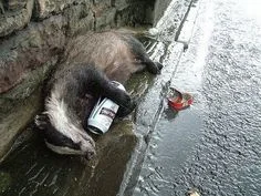 BADGERS, MOTHERFUCKER