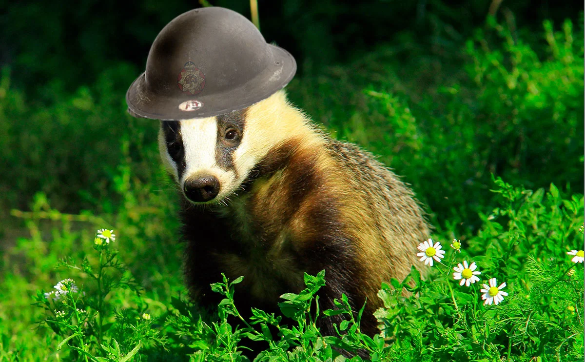 Holy Shit!  Badgers!