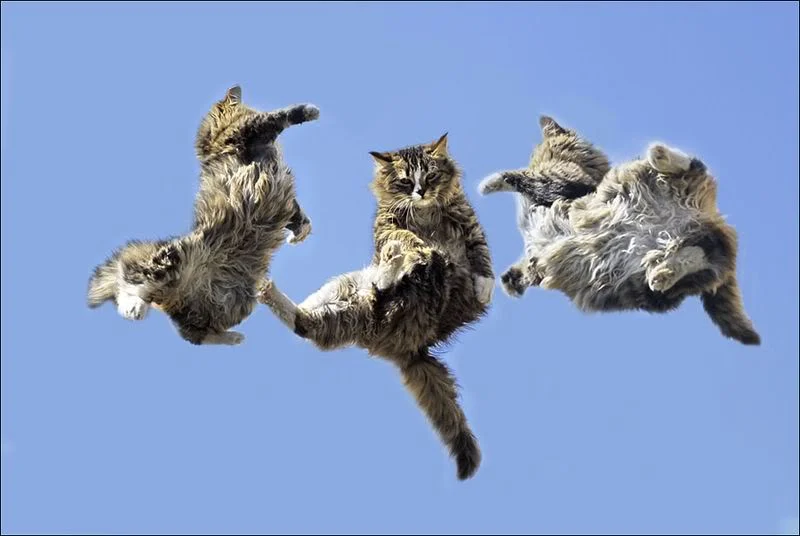 July 1st Caturday Night Special!