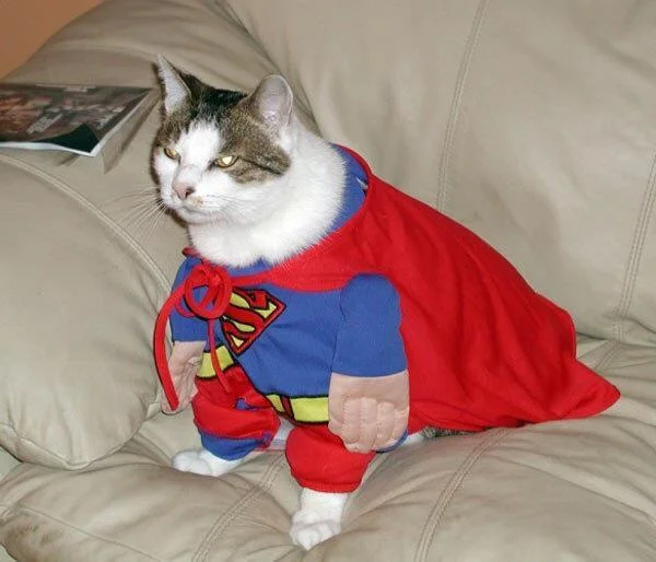 September 2nd Caturday Night Special