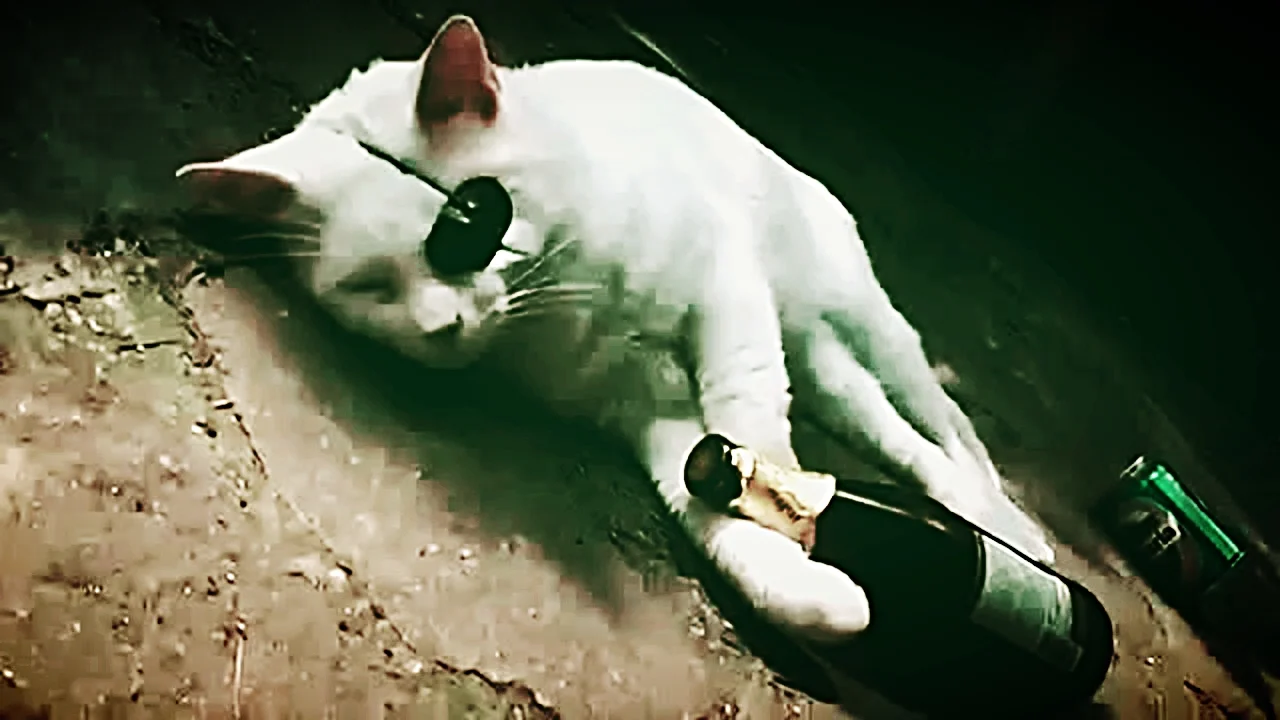 28 Minutes and 7 Seconds of #Caturday