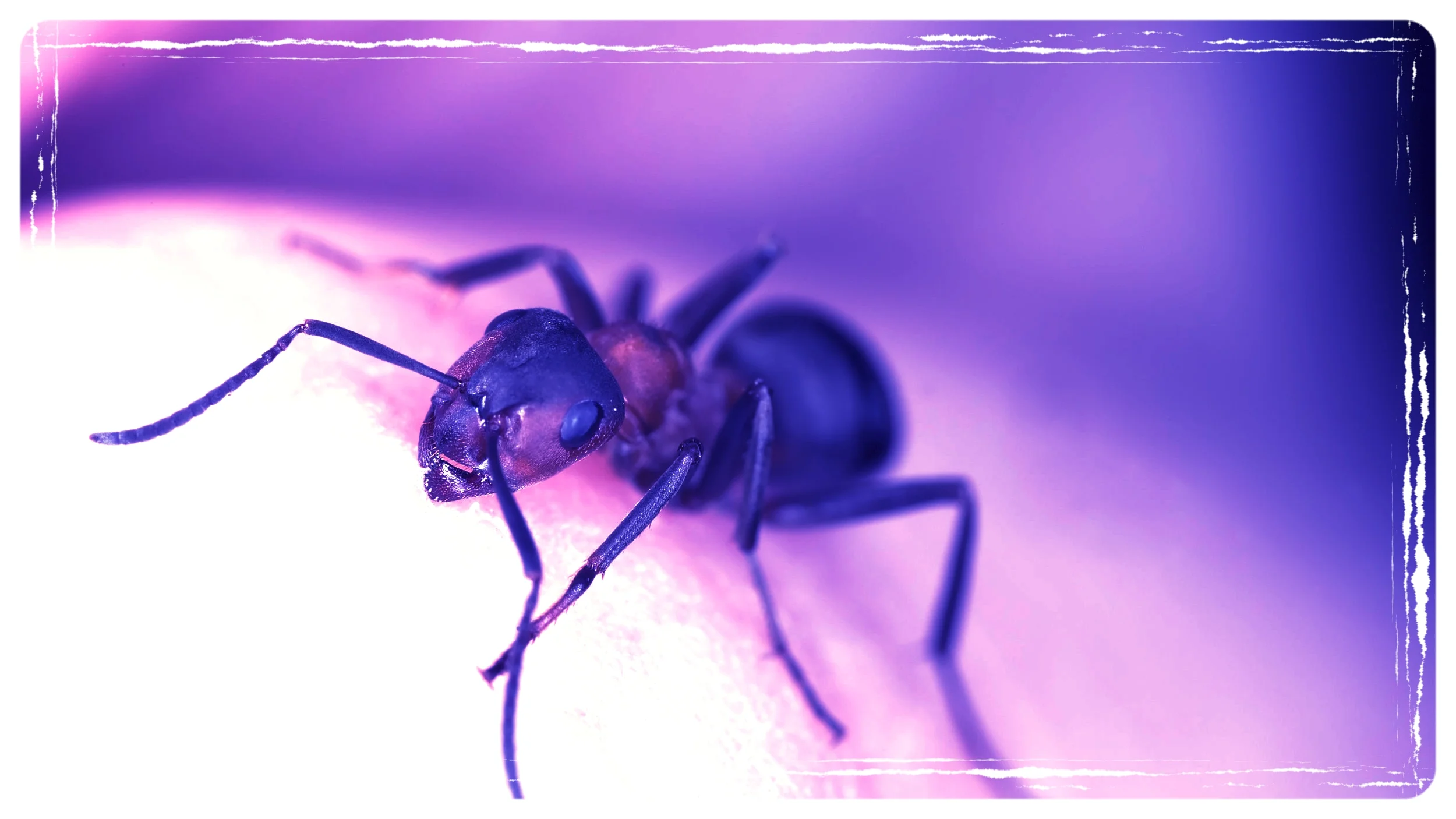 The Plex EP086 -- The Resurrection Of An Ant
