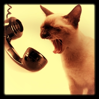 cat-phone.jpg