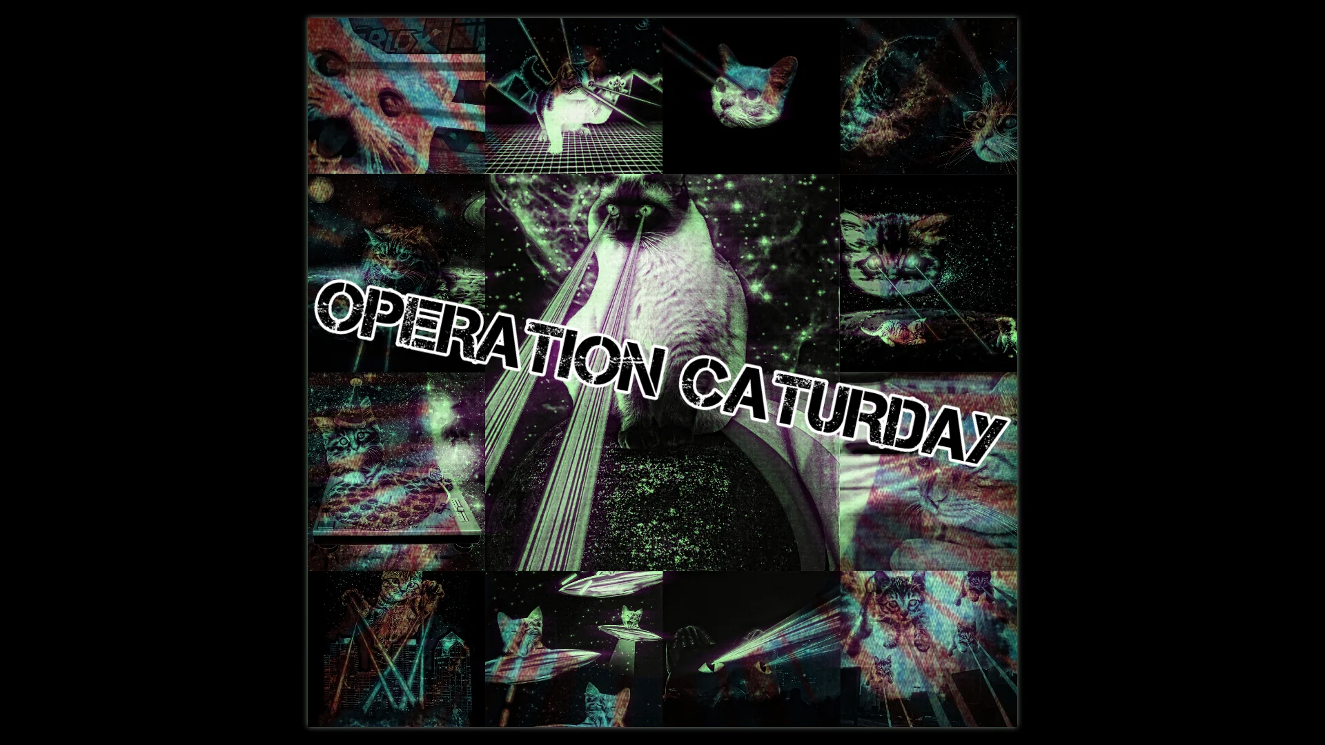 Operation Caturday February 16th 2019