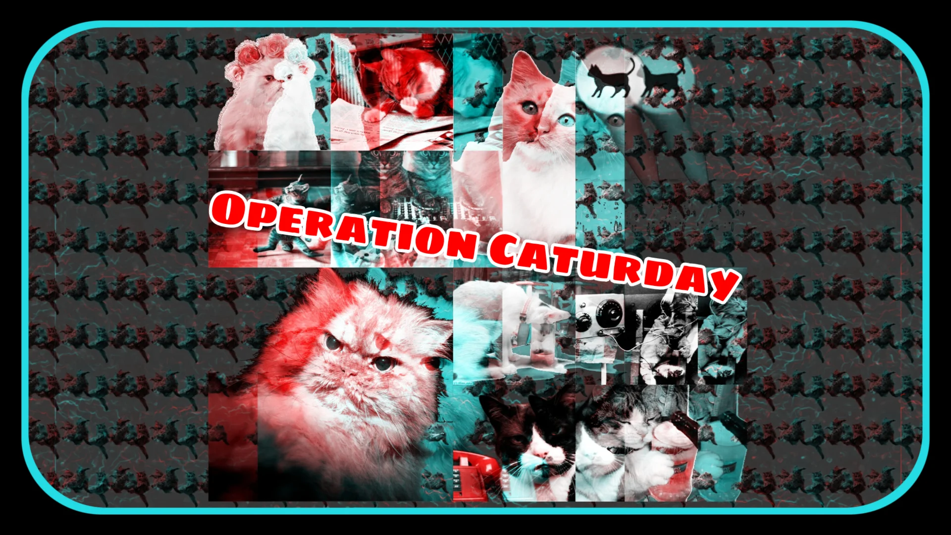 Operation Caturday April 13 2019