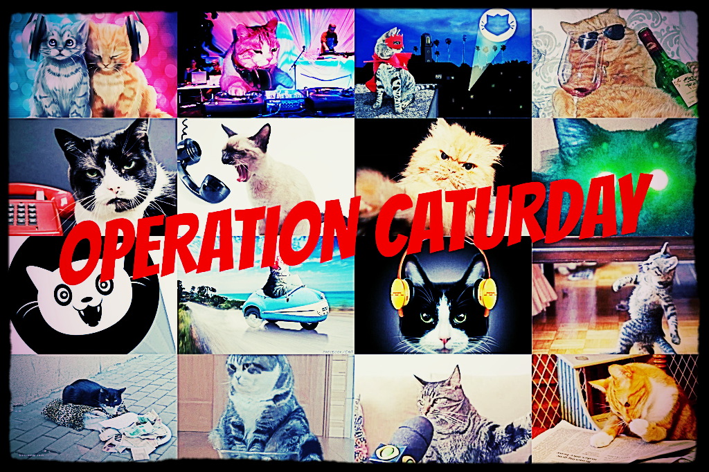 Operation Caturday 5-22-2021