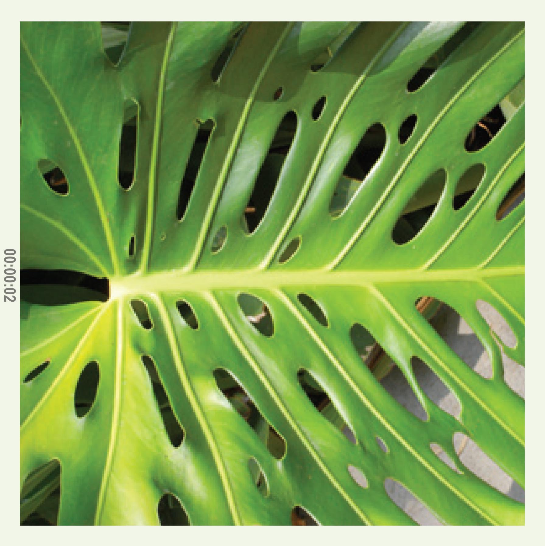 leaf.jpg