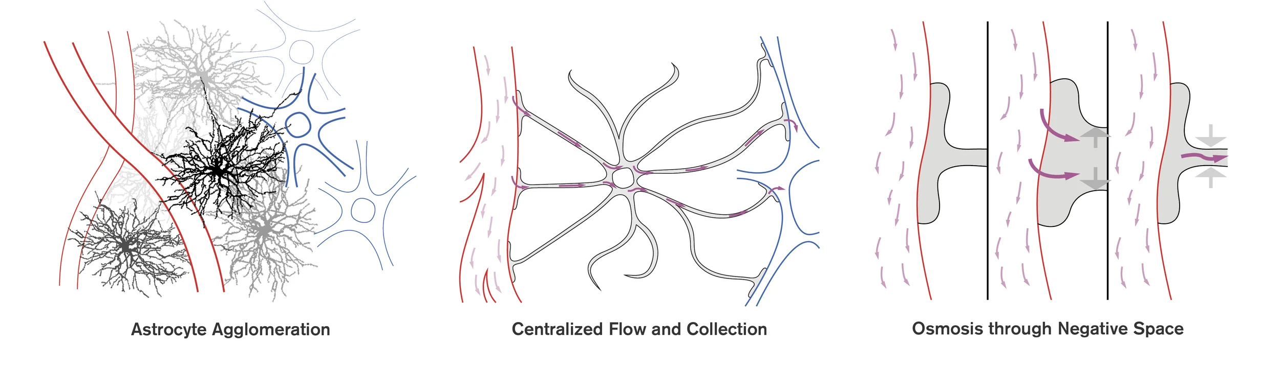 Properties of Glia Cells in the Brain