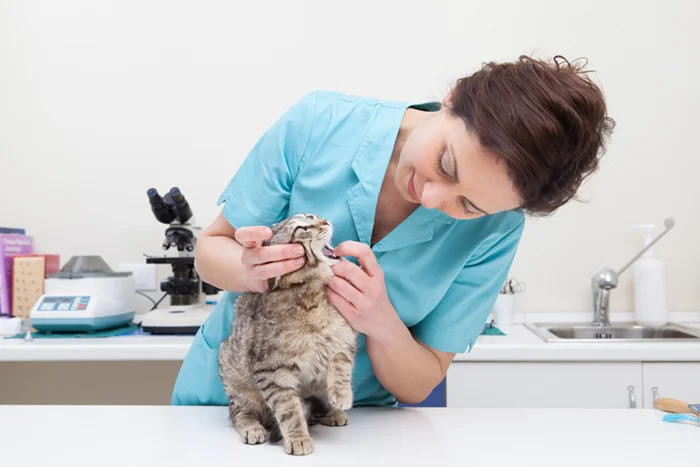 Veterinarians – General Practitioners 