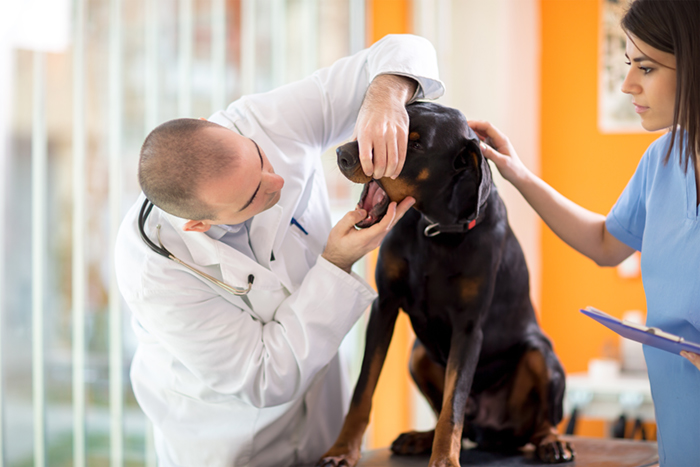 Veterinarians – Veterinary Specialists 