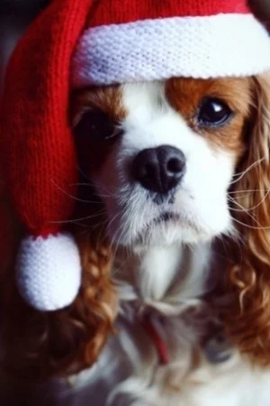 Holiday Pet Photo's-Greenwich